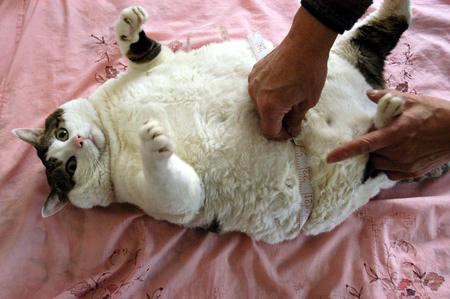 One very fat cat indeed! Worlds Fattest Cat Pictures? Or not fat enough?