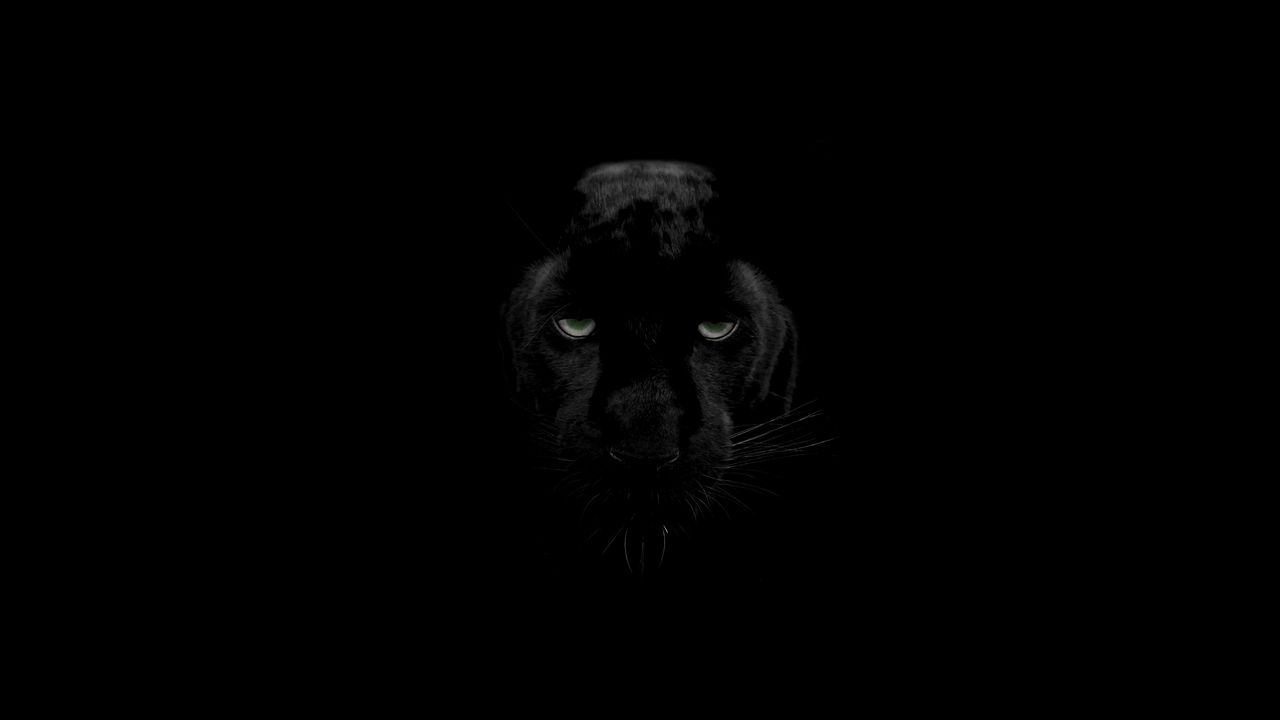 Wallpaper Panther Predator Big Cat