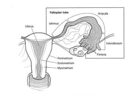 ANATOMY & PHYSIOLOGY TERMINOLOGY-FEMALE REPRODUCTIVE SYSTEMS