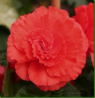 Begonia Dobrada Vermelha