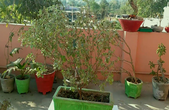 तुलसी का पौधा सुखना होता है अशुभ, अगर सूखने लगे घर में लगा तुलसी का पौधा