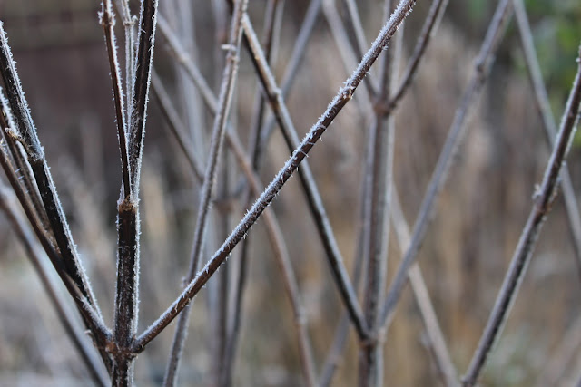 Stems of Salvia 'Amistad' on a hoar frost morning