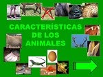 Características de los animales