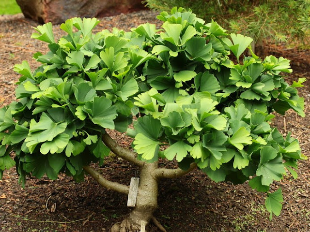 Ginkgo biloba "Troll"