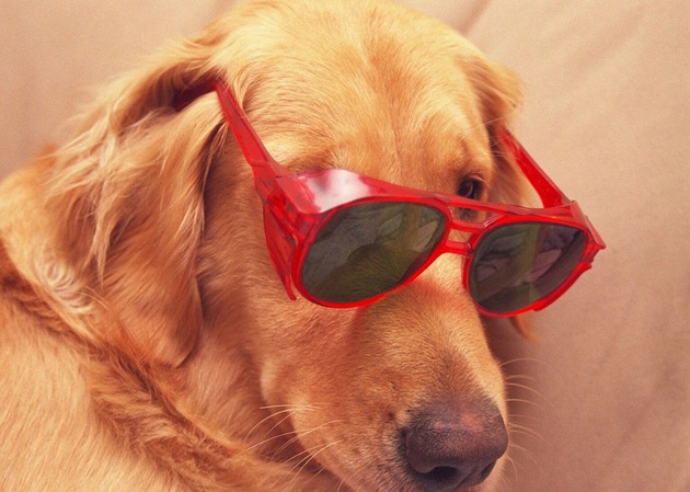 Cachorro com óculos.