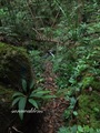Teluk_Limau_trail_Bako_National_Park_27