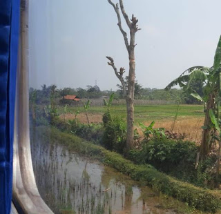 Persawahan, dijalur kereta api Sukabumi-Bogor