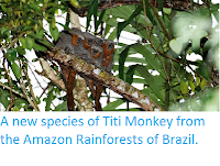 http://sciencythoughts.blogspot.co.uk/2015/03/a-new-species-of-titi-monkey-from.html