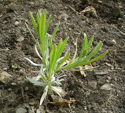 lavender cutting