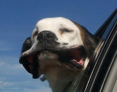 Funny Dog Faces at 50 MPH Seen On www.coolpicturegallery.us