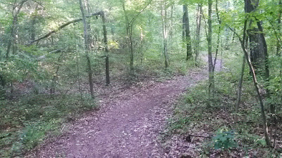 nice sinuous singletrack trail just south of Ashley Pond