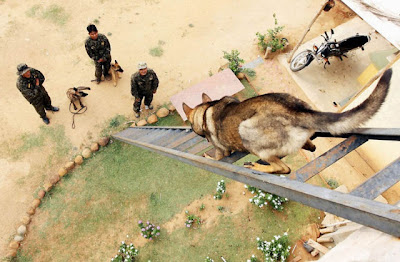 Canine Commandos Being Trained Seen On www.coolpicturegallery.us