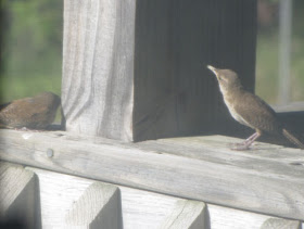 house wrens