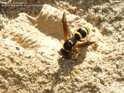 http://www.biodiversidadvirtual.org/insectarium/Ancistrocerus-oviventris-%28Wesmael-1836%29-img680159.html