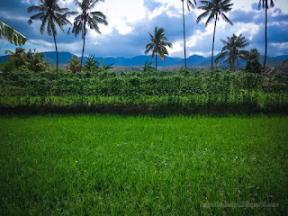 Green Spread Of Various Plants In The Rice Fields At The Village In The Cloudy Sunny Day North Bali Indonesia