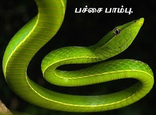பச்சைப்பாம்பு - Pachai Pambu - Common Green Vine Snake.