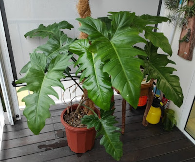 Philodendron Golden Dragon care
