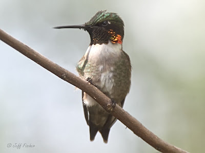 Ruby-throated Hummingbird