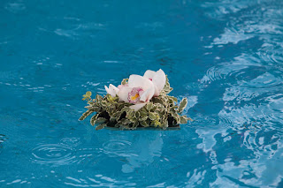 /Aranjament floral orhidee plutitor