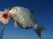 My first few casts brought a number of nice perch… Followed by a bigger one