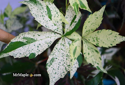 Parthenocissus quinquefolia 'Monham'