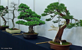 wystawa bonsai zdjęcia