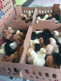 Cara memulai Bisnis Jual Beli Doc Anak Ayam Tahap Demi Tahap Supaya Berhasil Cuan!