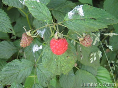 raspberry