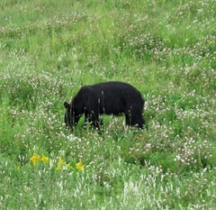 Baby bear along the road 2