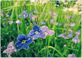 pretty blue Speedwell flowers