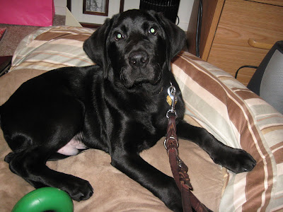 Dagan curled up on Accord's bolster bed