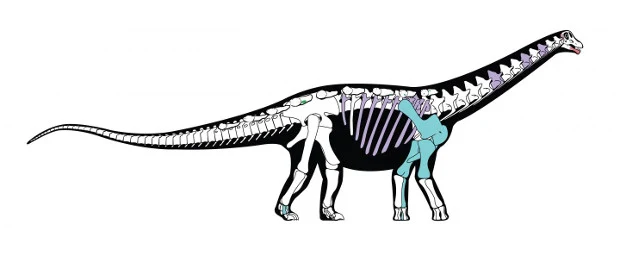 The hypothesis of the distribution of titanosaurs from Africa is confirmed-1