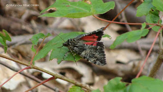 Catocala promissa DSC162244