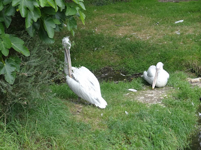 2024.07.25-060 pélicans frisés