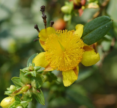 Shrubby St. John's Wort flowers, buds and leaves