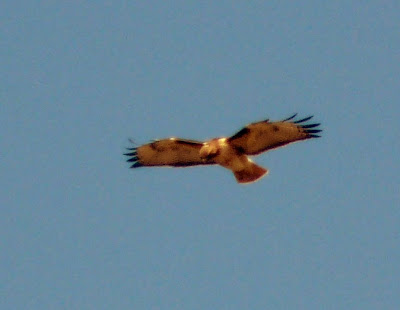 raptor hovering over Yaquina Head