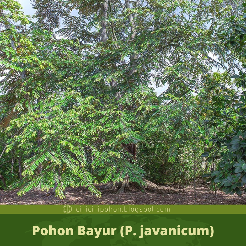  Ciri  Ciri  Pohon  Bayur Pterospermum javanicum Di Alam 