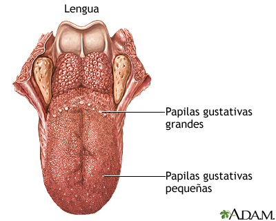 Anatomía Mandibular - CETYS