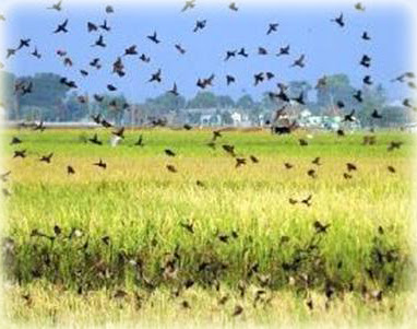 Hama burung merupakan problem yang sering dihadapi oleh para petani padi 4 Cara Membasmi Hama Burung Pada Tanaman Padi