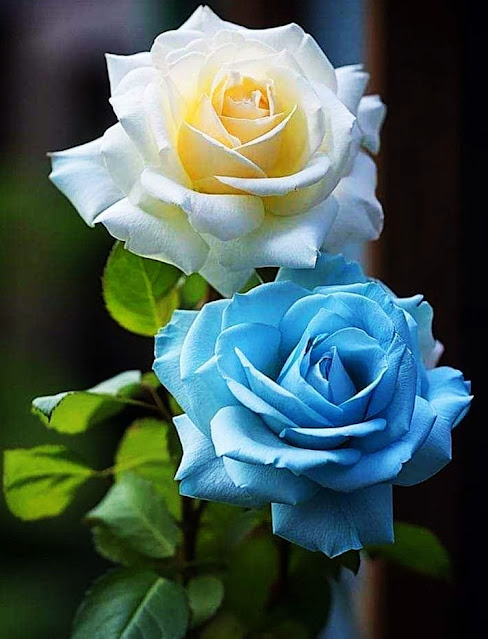 White & Blue Rose Pics