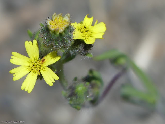 minor yellow flower