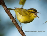 Ocehannya mampu menandingi burung pleci