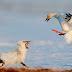 Beauty of Wrangel Island