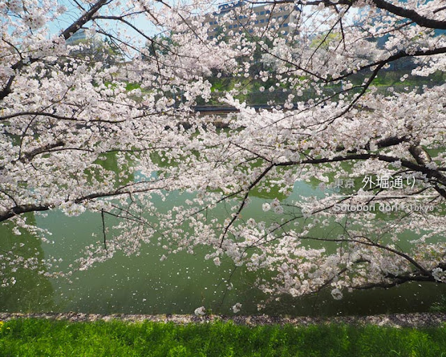 外堀通りの桜並木