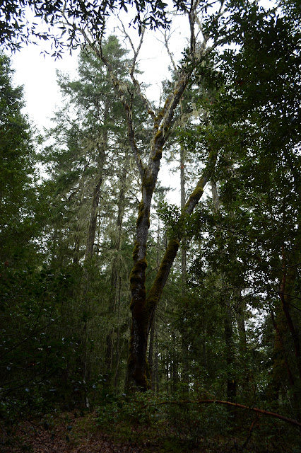 clumps of bright green moss on white bark