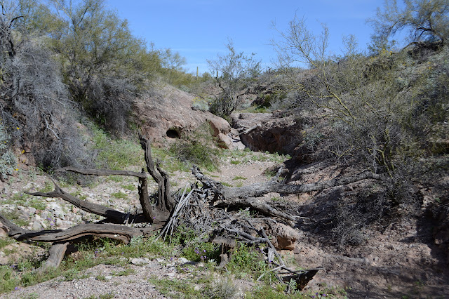 short walls on the wash and vegetative obstacles to traveling it