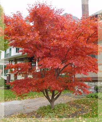 Japanese maples are very