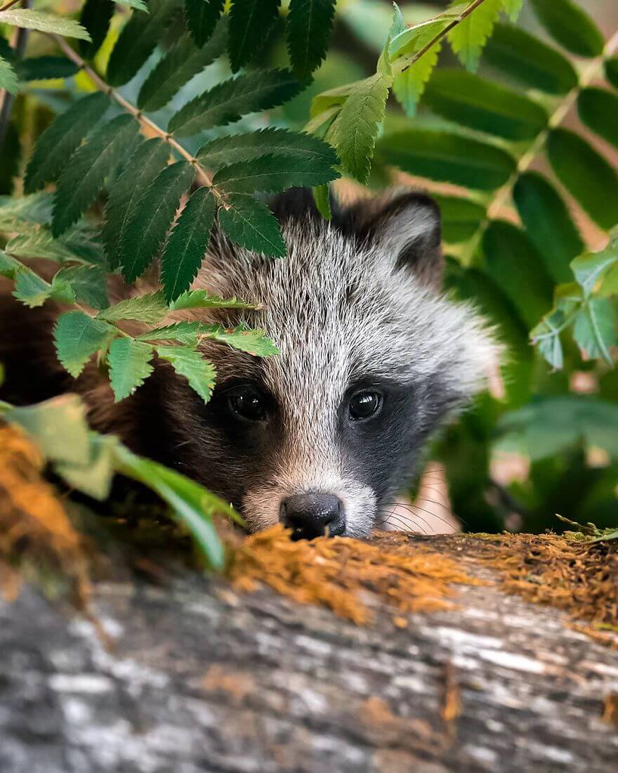 Finnish Photographer Shows The Beauty Of Fairy Forests In Finland