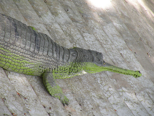 Crocodiles And Eligators Pictures  Download Photos