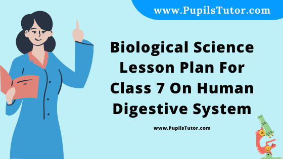 Free Download PDF Of Biological Science Lesson Plan For Class 7 On Human Digestive System Topic For B.Ed 1st 2nd Year/Sem, DELED, BTC, M.Ed On Mega Teaching Skill In English. - www.pupilstutor.com